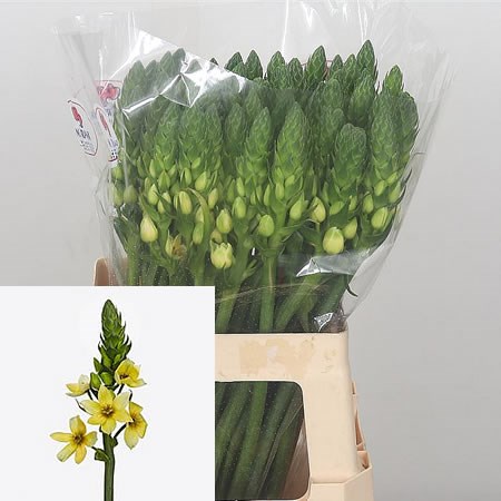 Ornithogalum Orchid Star