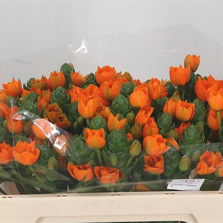 Ornithogalum Royal Crown