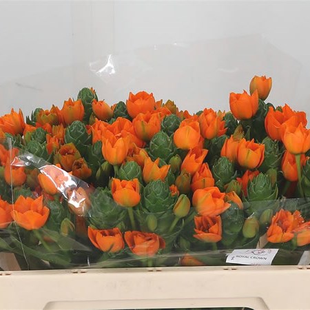 Ornithogalum Royal Crown