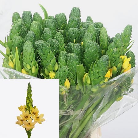 Ornithogalum Royal Gold