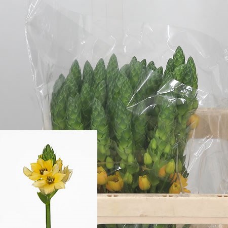 Ornithogalum Royal Hellena