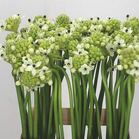 Ornithogalum Arabicum Saundersiae