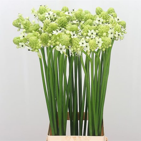 Ornithogalum Arabicum Saundersiae