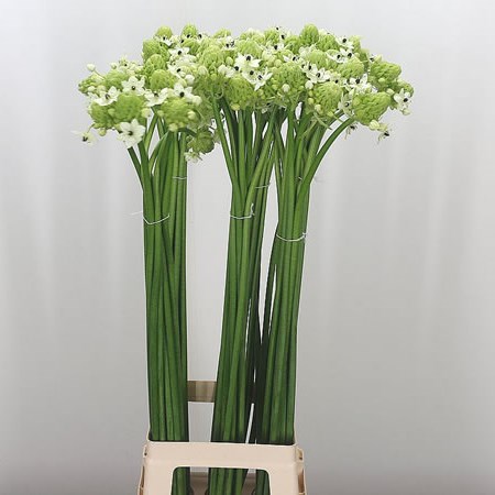 Ornithogalum Saundersiae (Extra)