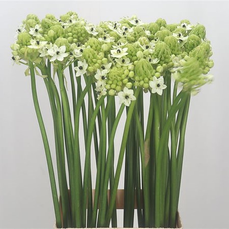 Ornithogalum Saundersiae (Extra)