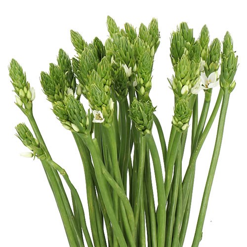 Ornithogalum Thyrsoides