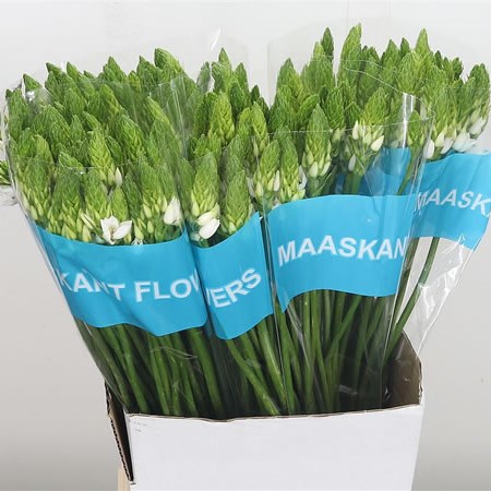 Ornithogalum Thyrsoides