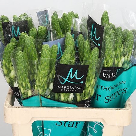 Ornithogalum White Star