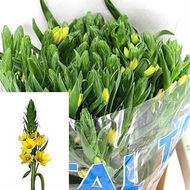 Ornithogalum Yellow Star 1
