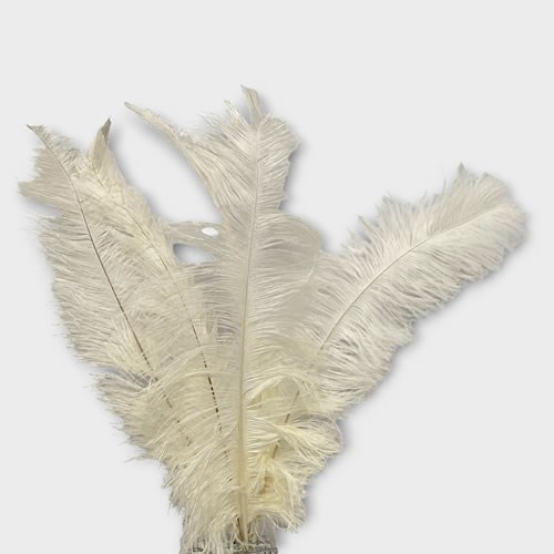 Ostrich Feathers - Cream