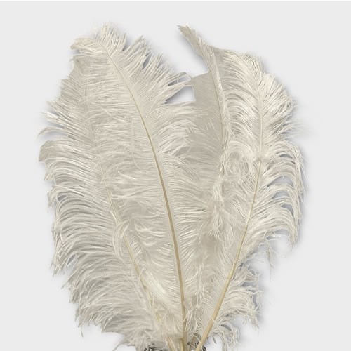Ostrich Feathers - White