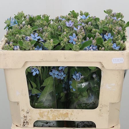 Oxypetalum Pale Blue