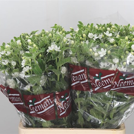 Oxypetalum Perfect White Harmony