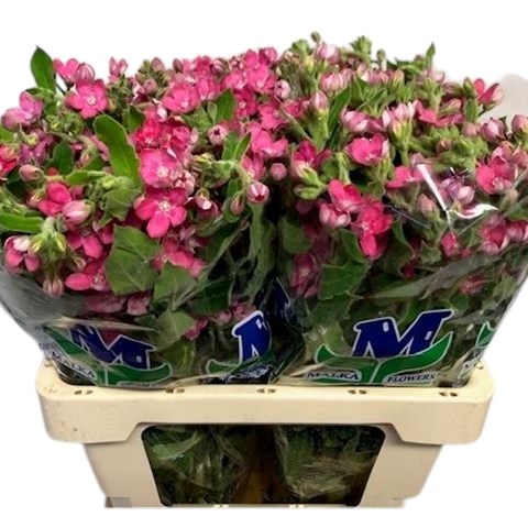 Oxypetalum Pink Harmony