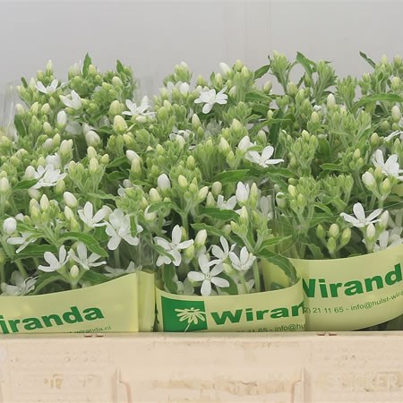 Oxypetalum White