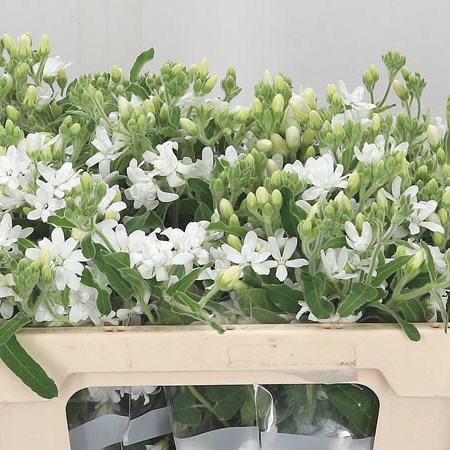 Oxypetalum White Double
