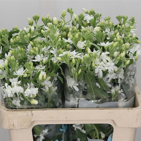 Oxypetalum White Double