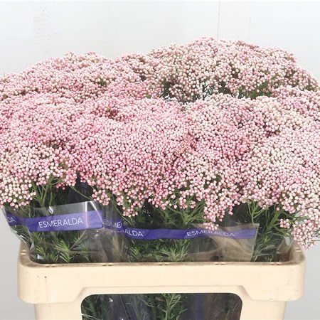 Ozothamnus Cooks Pink