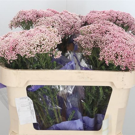 Ozothamnus Cooks Pink