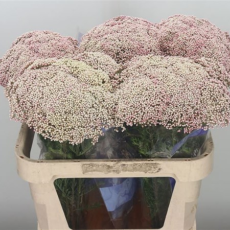 Ozothamnus Cooks Pink (Extra)