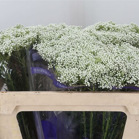 Ozothamnus Cooks Snow White (Extra)