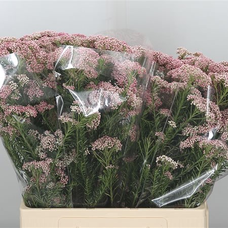 Ozothamnus Pink Pearl