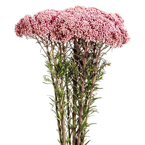 Ozothamnus Victoria Pink