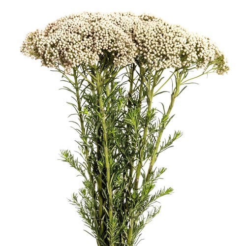 Ozothamus Victoria White