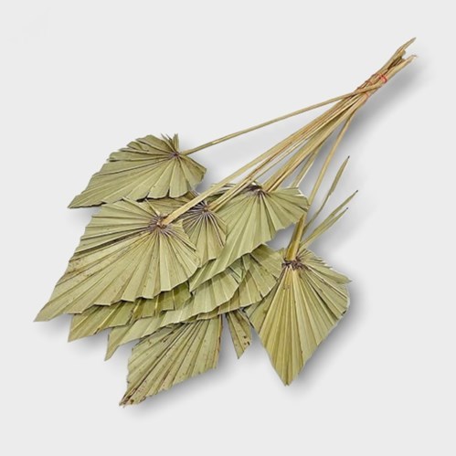 PALM SPEARS NATURAL (DRIED)