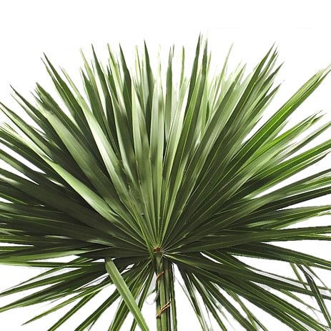 PALMAE PALM