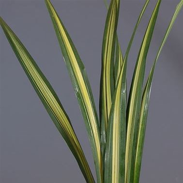 PANDANUS LEAVES