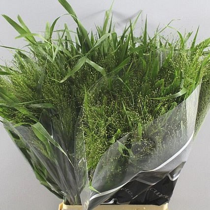 PANICUM FOUNTAIN GRASS