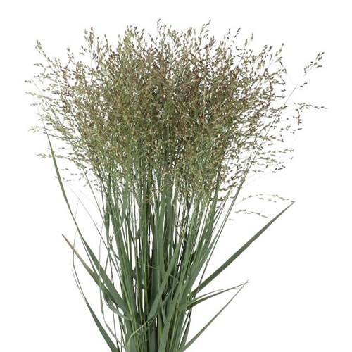 PANICUM HEAVY METAL