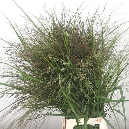 PANICUM WARRIOR GRASS