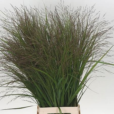 PANICUM WARRIOR GRASS