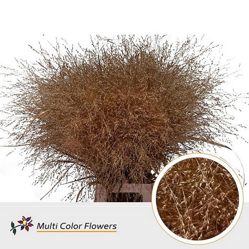 PANICUM WARRIOR GRASS DYED ANTIQUE
