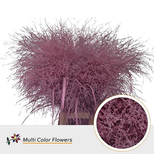 PANICUM WARRIOR GRASS DYED LIGHT PINK