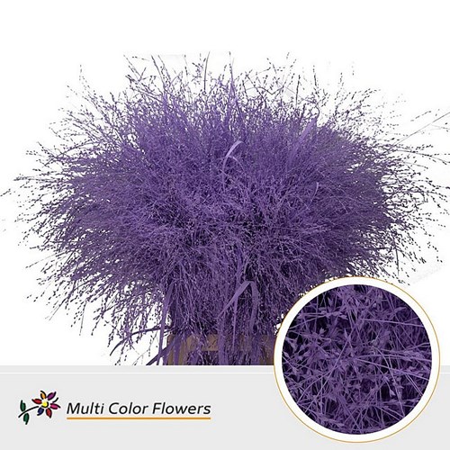 PANICUM WARRIOR GRASS DYED LILAC