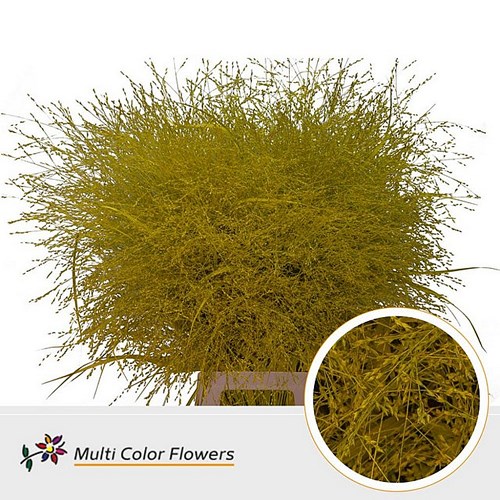 PANICUM WARRIOR GRASS DYED YELLOW