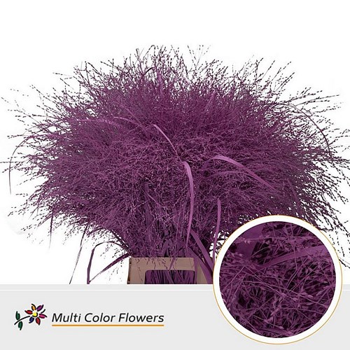 PANICUM WARRIOR GRASS PAINTED PINK