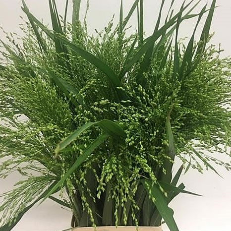 PANICUM WATERFALL GRASS