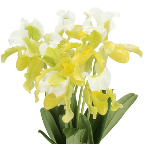 PAPHIOPEDILUM DORAMA