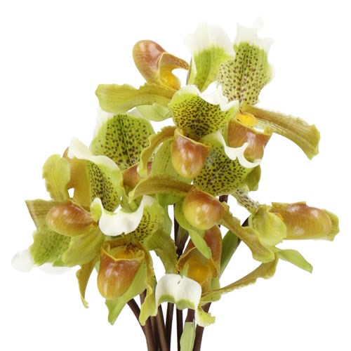 PAPHIOPEDILUM INSIGNE