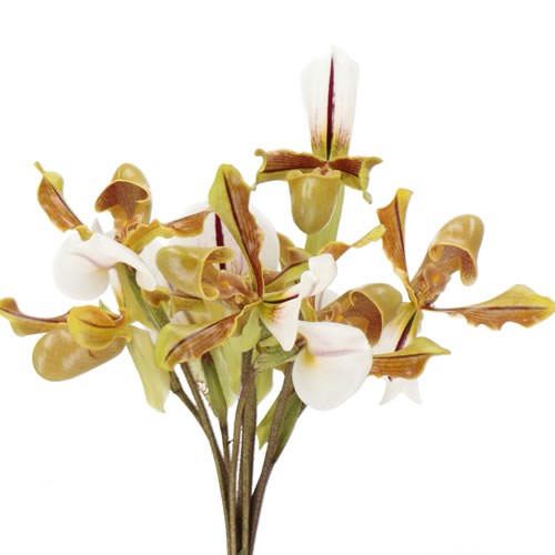 PAPHIOPEDILUM LEEANUM