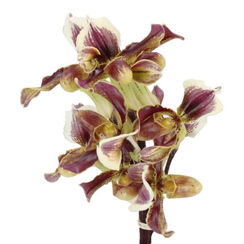 PAPHIOPEDILUM VAN GOGH
