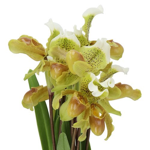 PAPHIOPEDILUM VENUS