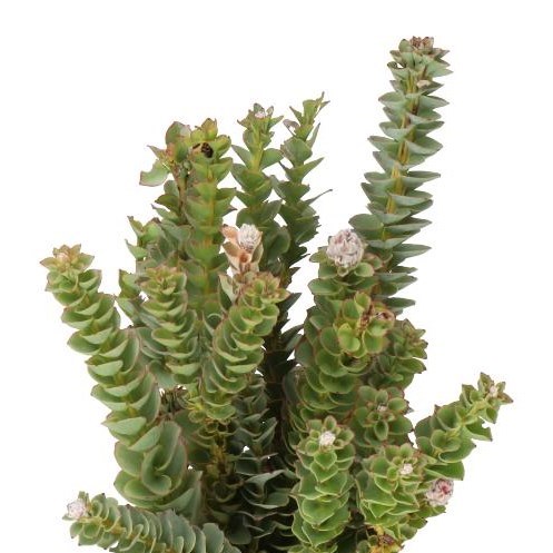 PARANOMUS REFLEXUS