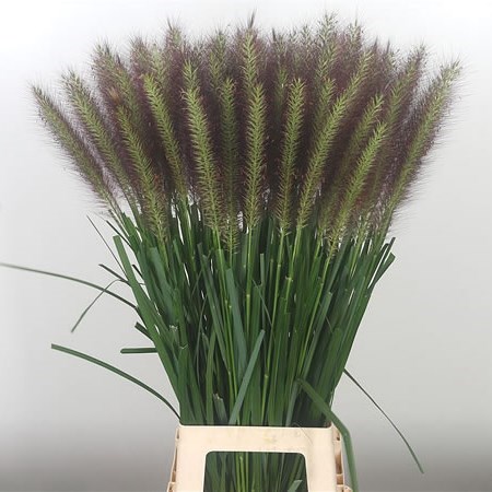 PENNISETUM PARADISE