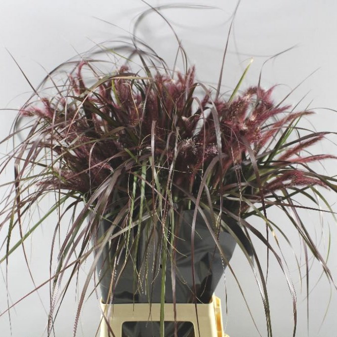 PENNISETUM RUBRUM GRASS