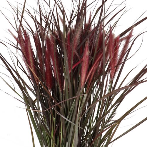 PENNISETUM RUBRUM GRASS